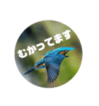 リアル野鳥スタンプ（個別スタンプ：2）