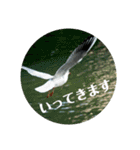 リアル野鳥スタンプ（個別スタンプ：3）