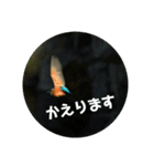 リアル野鳥スタンプ（個別スタンプ：4）