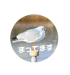 リアル野鳥スタンプ（個別スタンプ：5）