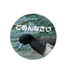 リアル野鳥スタンプ（個別スタンプ：7）