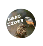 リアル野鳥スタンプ（個別スタンプ：8）