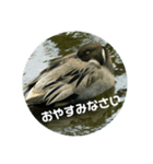 リアル野鳥スタンプ（個別スタンプ：9）