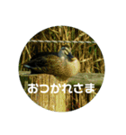 リアル野鳥スタンプ（個別スタンプ：10）