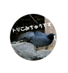 リアル野鳥スタンプ（個別スタンプ：11）