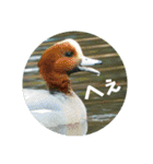 リアル野鳥スタンプ（個別スタンプ：13）