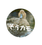 リアル野鳥スタンプ（個別スタンプ：17）