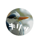 リアル野鳥スタンプ（個別スタンプ：18）