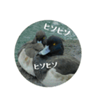 リアル野鳥スタンプ（個別スタンプ：19）