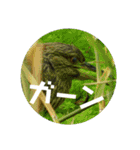 リアル野鳥スタンプ（個別スタンプ：22）