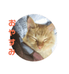 えむたんの日常（個別スタンプ：12）