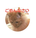 えむたんの日常（個別スタンプ：27）