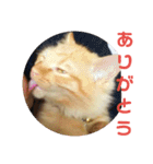 えむたんの日常（個別スタンプ：31）