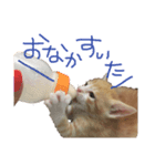 トラ猫の日常 赤ちゃん編（個別スタンプ：1）
