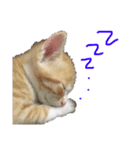 トラ猫の日常 赤ちゃん編（個別スタンプ：2）