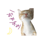 トラ猫の日常 赤ちゃん編（個別スタンプ：4）