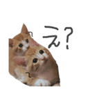 トラ猫の日常 赤ちゃん編（個別スタンプ：5）