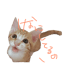トラ猫の日常 赤ちゃん編（個別スタンプ：6）