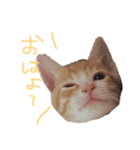 トラ猫の日常 赤ちゃん編（個別スタンプ：8）