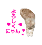 ふわふわねこにゃん♪おはよう❤️（個別スタンプ：1）