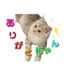 ふわふわねこにゃん♪おはよう❤️（個別スタンプ：3）