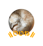 ふわふわねこにゃん♪おはよう❤️（個別スタンプ：4）