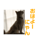 ふわふわねこにゃん♪おはよう❤️（個別スタンプ：6）