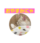 ふわふわねこにゃん♪おはよう❤️（個別スタンプ：7）