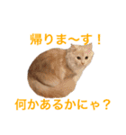 ふわふわねこにゃん♪おはよう❤️（個別スタンプ：10）