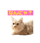 ふわふわねこにゃん♪おはよう❤️（個別スタンプ：11）