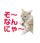 ふわふわねこにゃん♪おはよう❤️（個別スタンプ：12）