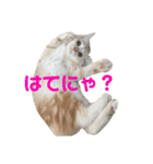 ふわふわねこにゃん♪おはよう❤️（個別スタンプ：13）