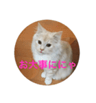 ふわふわねこにゃん♪おはよう❤️（個別スタンプ：15）