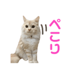ふわふわねこにゃん♪おはよう❤️（個別スタンプ：16）