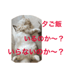 ふわふわねこにゃん♪おはよう❤️（個別スタンプ：18）