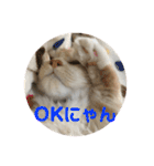 ふわふわねこにゃん♪おはよう❤️（個別スタンプ：21）