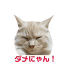 ふわふわねこにゃん♪おはよう❤️（個別スタンプ：22）