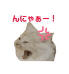 ふわふわねこにゃん♪おはよう❤️（個別スタンプ：24）