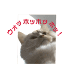 ふわふわねこにゃん♪おはよう❤️（個別スタンプ：26）