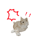 ふわふわねこにゃん♪おはよう❤️（個別スタンプ：32）