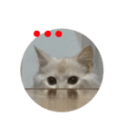 ふわふわねこにゃん♪おはよう❤️（個別スタンプ：33）