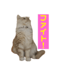 ふわふわねこにゃん♪おはよう❤️（個別スタンプ：38）