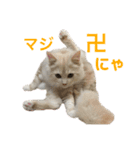 ふわふわねこにゃん♪おはよう❤️（個別スタンプ：39）