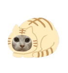 ふわふわねこにゃん♪おはよう❤️（個別スタンプ：40）