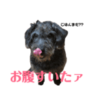 リロand茶々丸（個別スタンプ：6）
