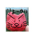 いちごねこ。（個別スタンプ：1）