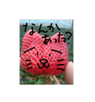 いちごねこ。（個別スタンプ：5）