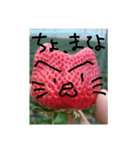 いちごねこ。（個別スタンプ：20）