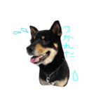 愛しのわんころ（個別スタンプ：9）