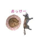チワワ 出雲＆雅琴のスタンプ（個別スタンプ：3）